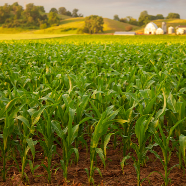 corn