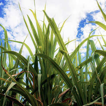 sugarcane