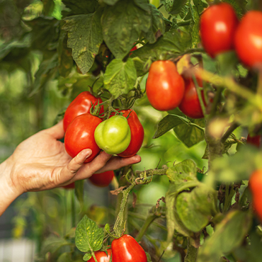 tomatoes